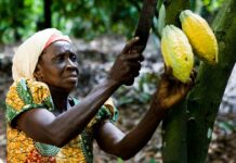 cocoa production in Africa