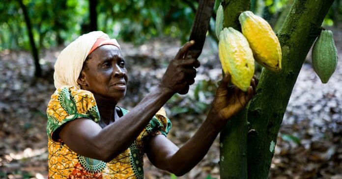 cocoa production in Africa