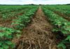 Cover Crops: 10 Immense Benefits to Soil Improvement and Cropping