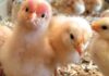 How to: Brood Day-Old Chicks (DOCs) to Achieve “Zero” Mortality and Faster Growth day-old-chick-in-brooder-house-3-1024x538-1