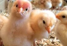 day-old-chick-in-brooder-house-3-1024x538-1