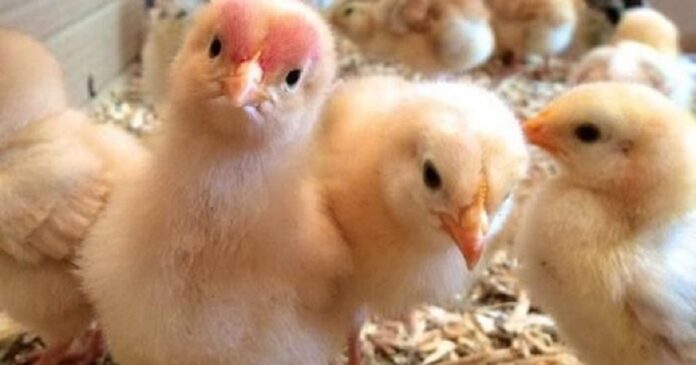 day-old-chick-in-brooder-house-3-1024x538-1