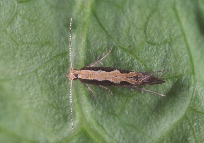 diamondback moth