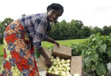 Doing Good Business In Garden Eggs Production For An Incredible 175% ROI good business in garden eggs production