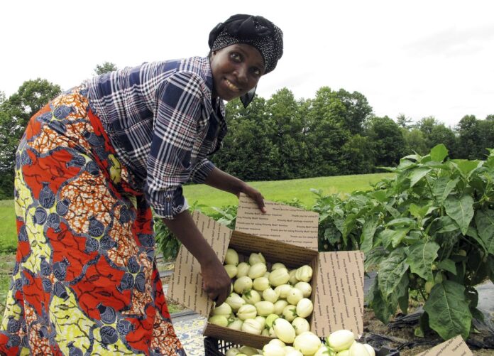 good business in garden eggs production