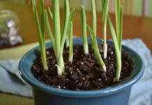 grow garlic