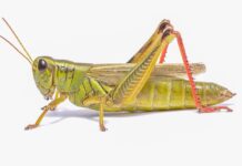 How to Effectively Control 7 Insect Pests of Maize insect-pests-of-maize