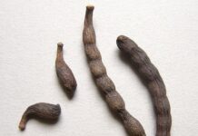 Negro Pepper: 13 Magical Health Benefits of this Popular Spice negro pepper