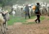 How Do We Prevent Conflict Between Nomadic Fulani Herdsmen and Local Farmers in Africa? Nomadic Fulani Herdsmen