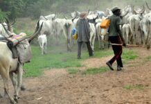 Nomadic Fulani Herdsmen