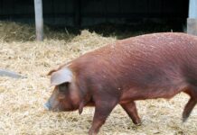 pig breeds