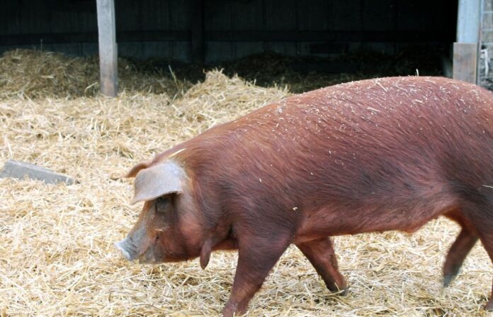 pig breeds