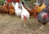 Top 11 Productive Chicken Breeds That Lay Lots of Eggs and Money