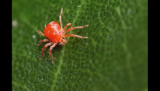 spider-mites