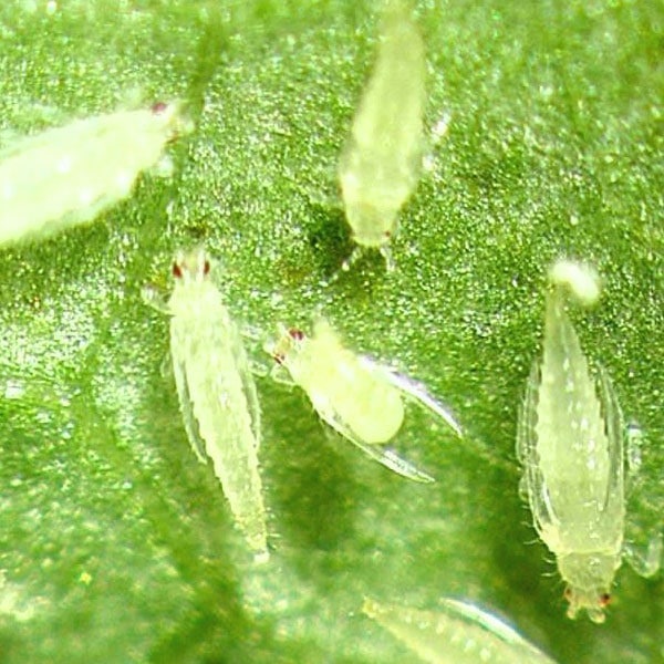 thrips | NOBOWA.com