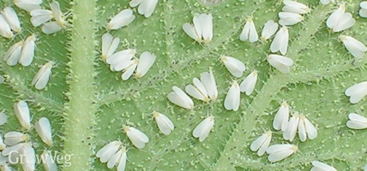 whiteflies | NOBOWA.com