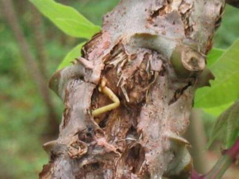 Anthracnose