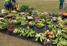 Approved Subsidized Farm Input Prices for Planting for Food and Jobs (PFJ) 2021 Planting for food and jobs subsidized farm input prices