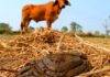 Poultry Manure Vs Cow Dung: Which is a better Fertilizer for Crops? Poultry Manure Vs Cow Dung
