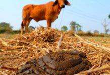 Poultry Manure Vs Cow Dung