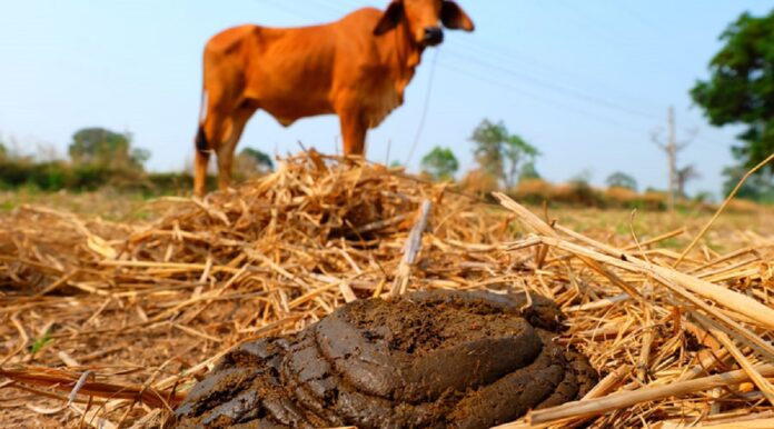 Poultry Manure Vs Cow Dung