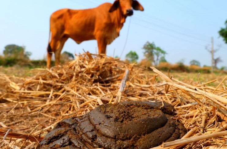 Poultry Manure Vs Cow Dung