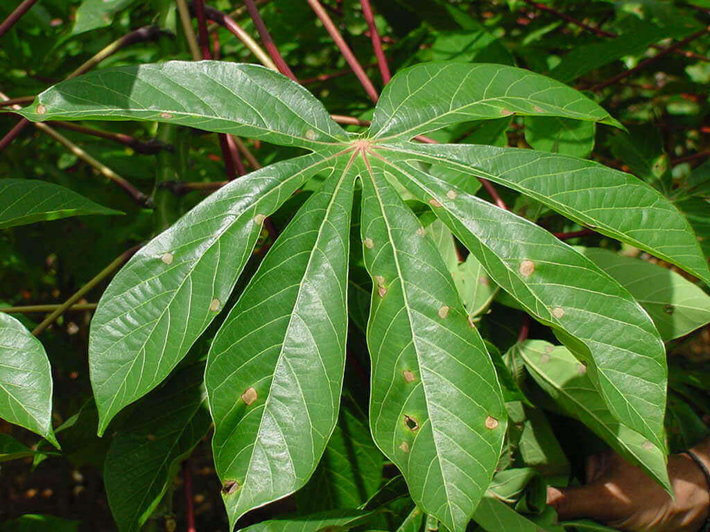 brown-and-white-spot