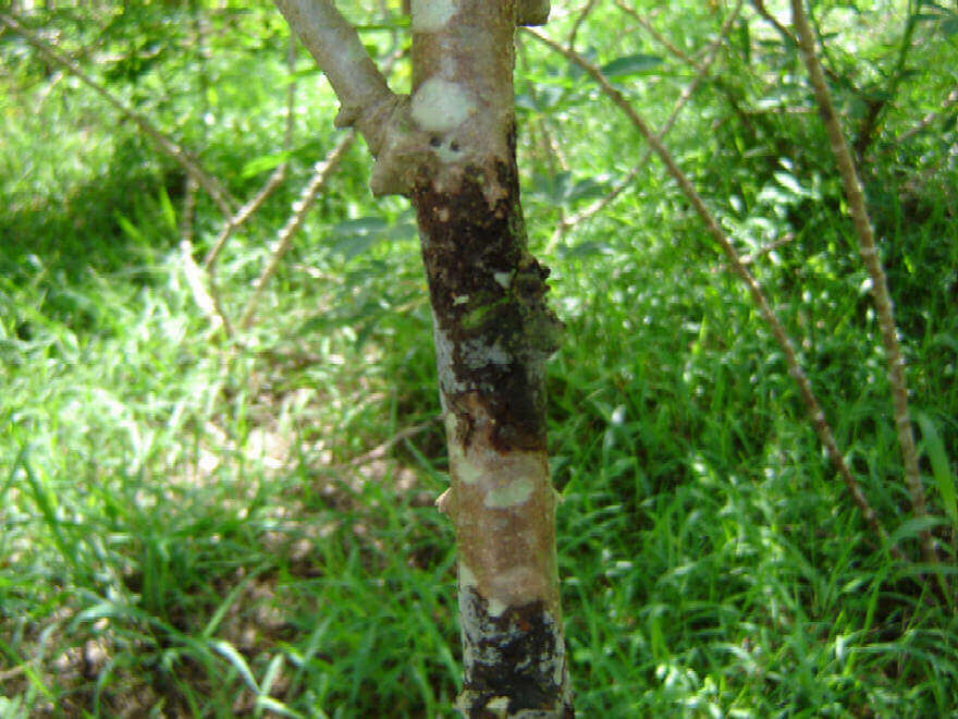 cassava-bud-necrosis