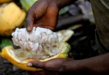 Fertile and Productive Soil for Cocoa Production