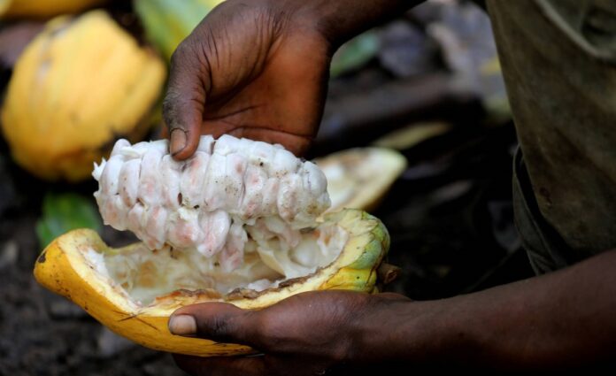 Fertile and Productive Soil for Cocoa Production