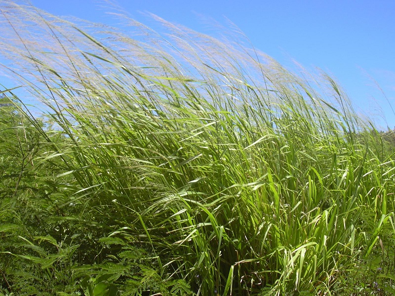 guinea grass | NOBOWA.com