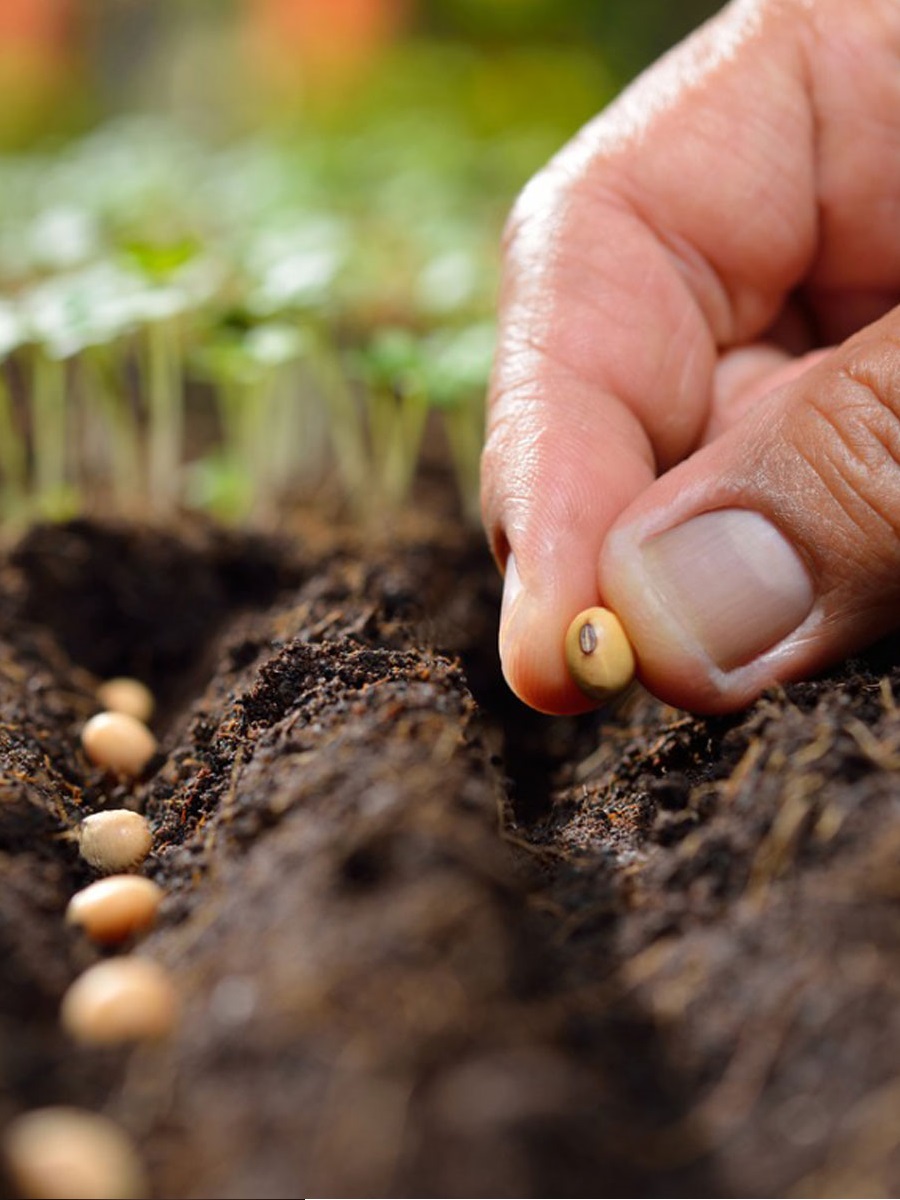 How to: Seed germination  test