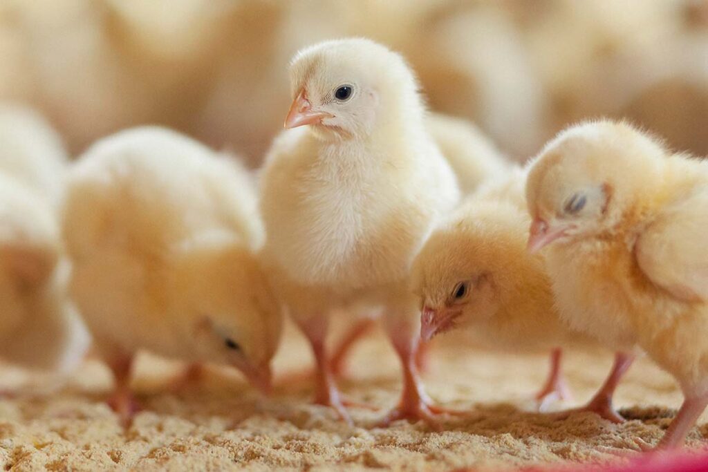 day old chicks