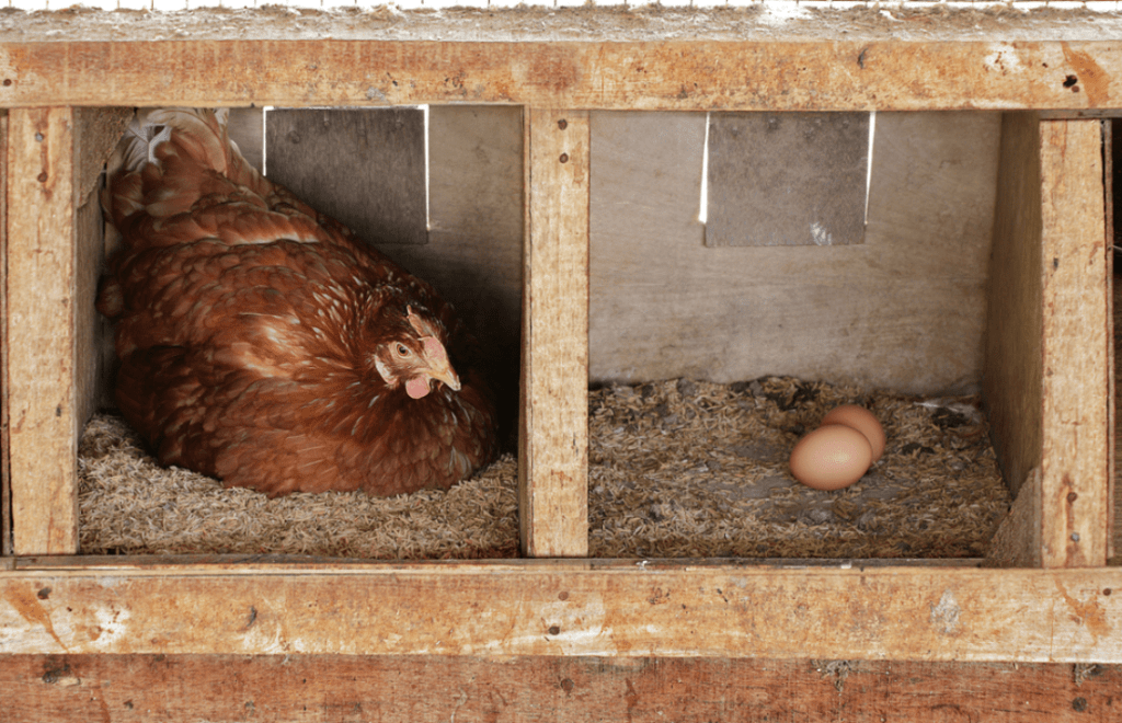 poultry laying boxes