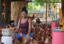 Start 1000 Bird Layer Production with Deep Litter System?