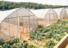 Open-field Vs Greenhouse; Which Is Better for Commercial Vegetable Production in Hot Climate? open-field-vs-greenhouse