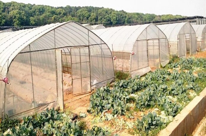 open-field-vs-greenhouse