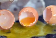 broken eggs poultry farming