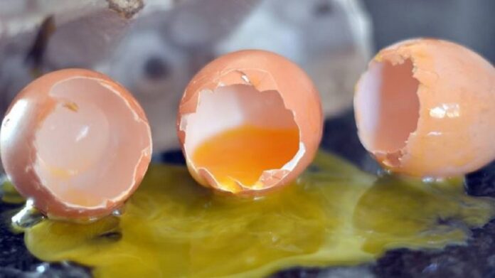 broken eggs poultry farming