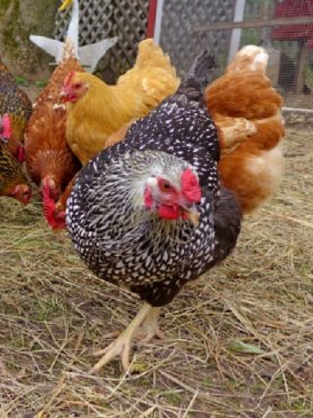 Top 11 Chicken Breeds with High Laying Rate