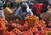 Making 65% Returns on Tomato Production Even at The Worst Market Prices, Budget and Tips retuns on tomato production