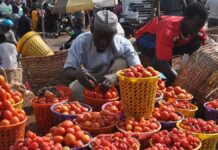 retuns on tomato production