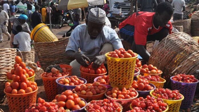 retuns on tomato production