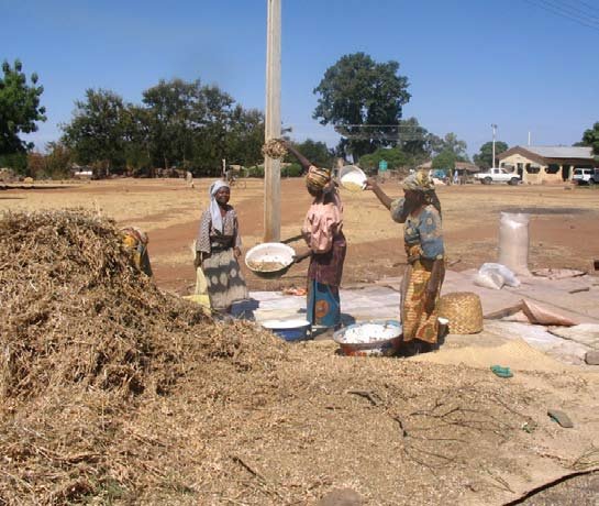 Manual threshing of Soybean