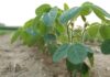 Good Soybean Production: A Comprehensive Farmer’s Guide Soybean production soybean cultivation