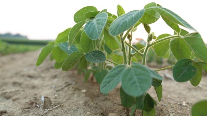 Soybean production soybean cultivation