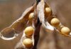 11 Highly Improved Soybean Varieties With Amazing Yield and Features improved Soybean varieties