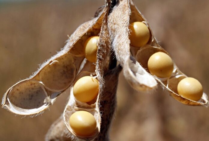 improved Soybean varieties