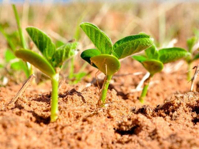 soybean production planting