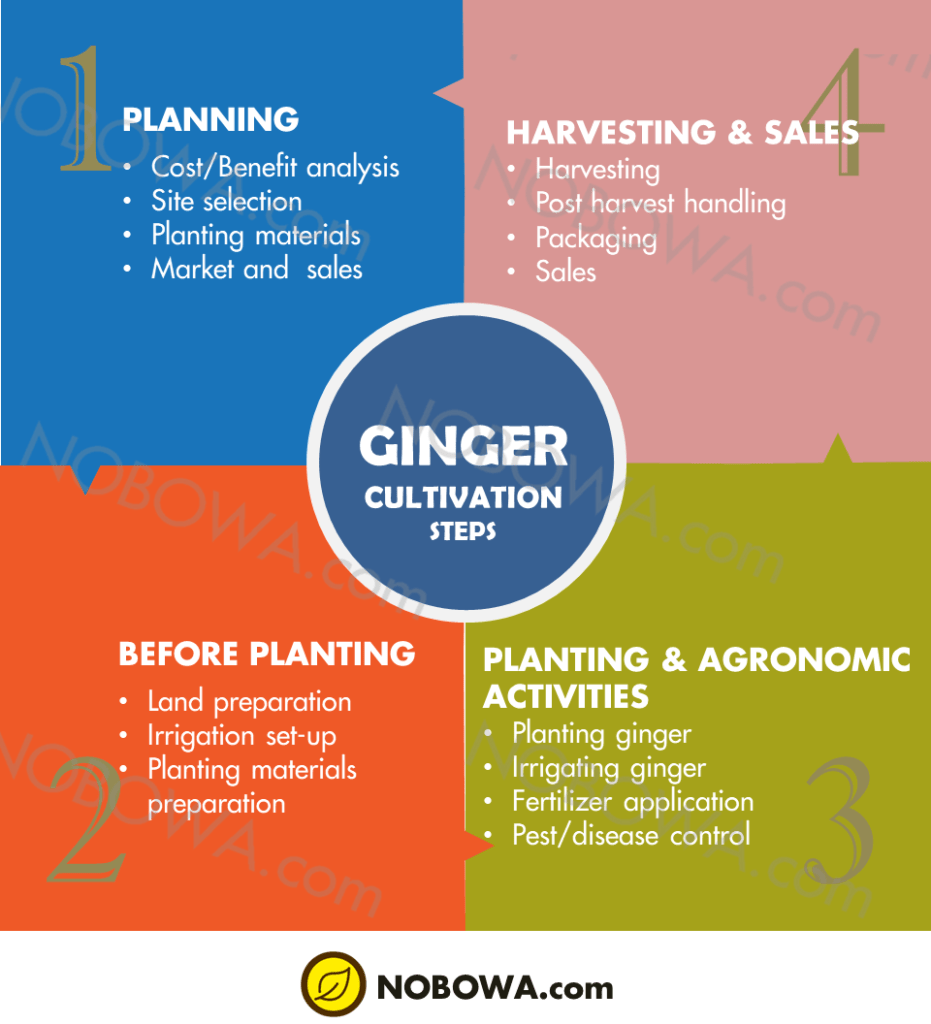 Ginger cultivation steps | NOBOWA.com